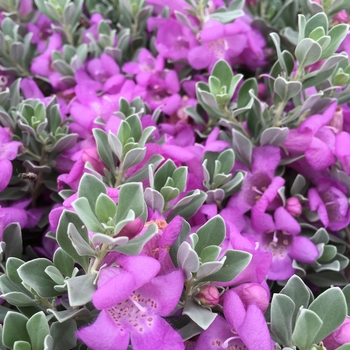 Desperado Sage 3 Gal