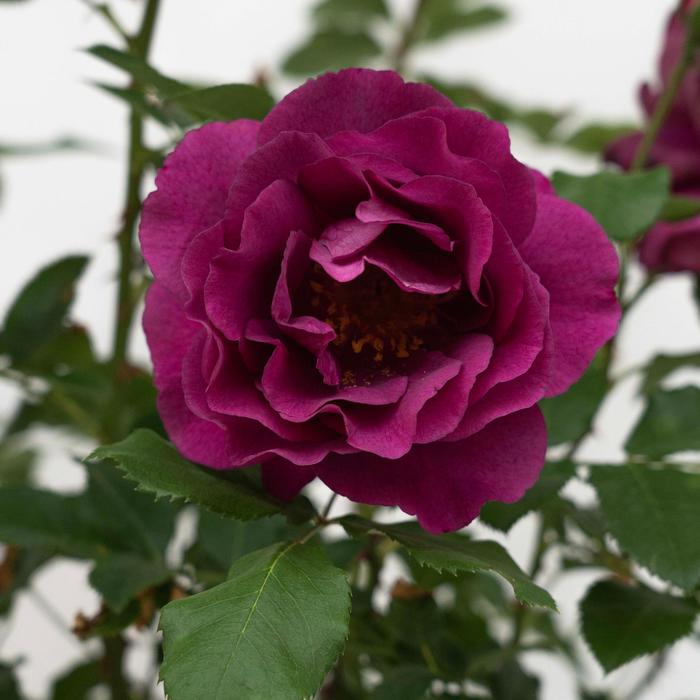 Rose Cinnamon Heart 2 Gal