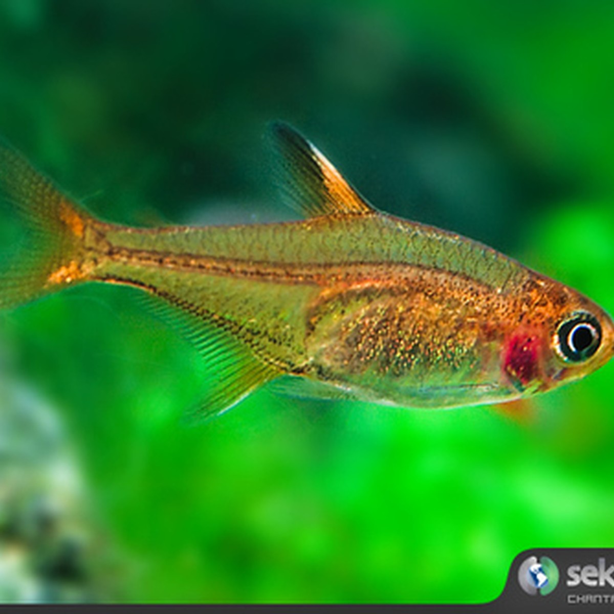 Ember Tetra