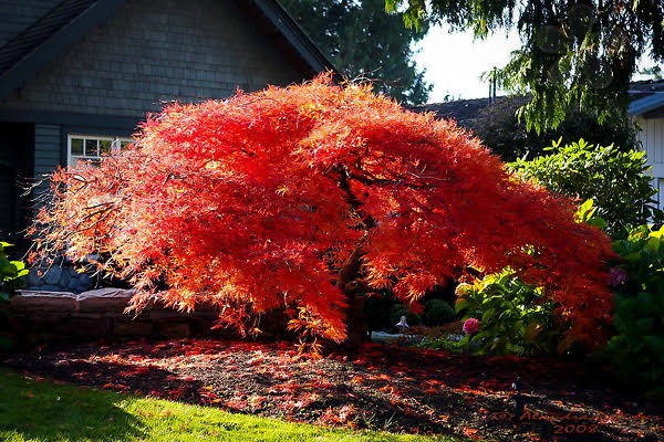 Orangeola Japanese Maple, 7 gallon