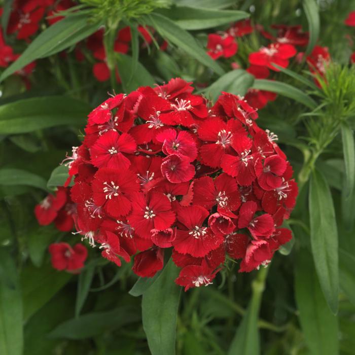 Dianthus Dart Red White Picotee 1 Gal