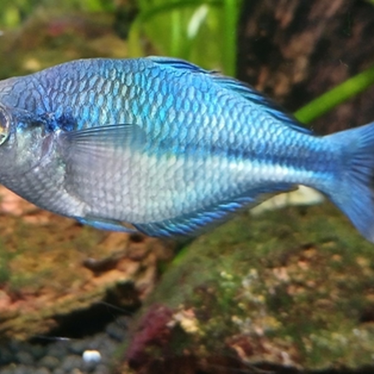 Turquoise Rainbow