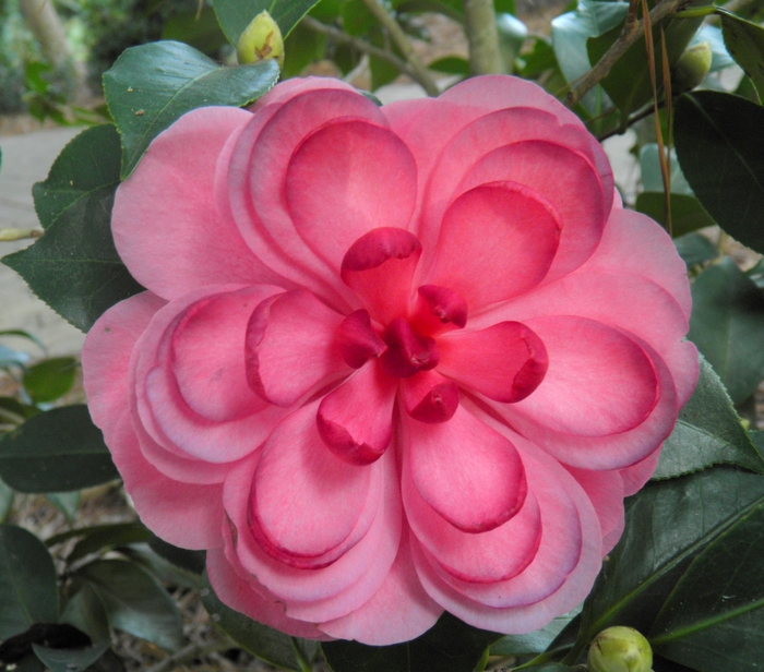 Camellia Early Wonder 2F Gal