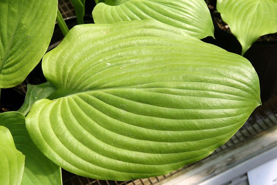Hosta 'Sum & Substance'