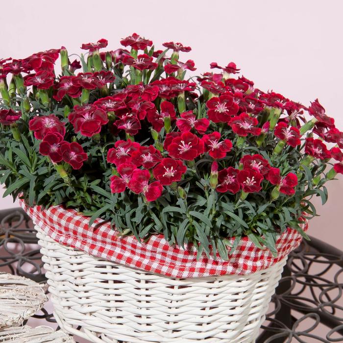 Dianthus Everlast Ruby Edge 6"