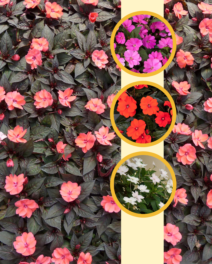 Sunpatiens Compact Tropical White 1 Gal