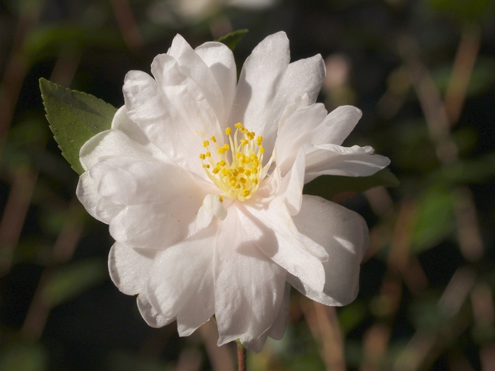 Camellia Victory White 15 Gal