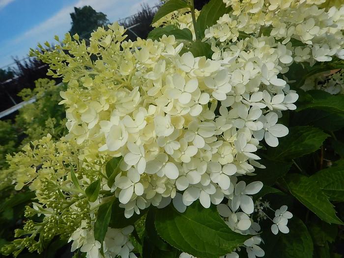 Hydrangea Pink Diamond 10 Gal Standard
