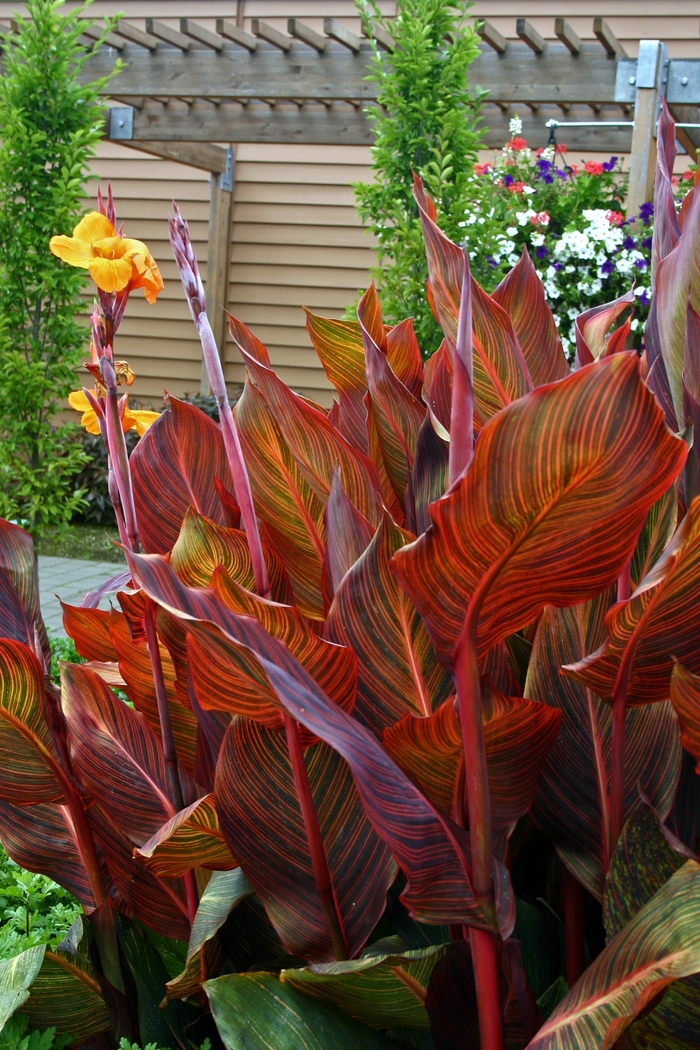 Canna Tropicanna 3 Gal