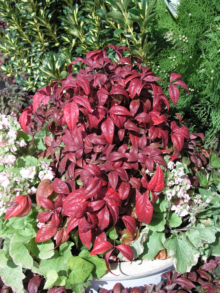 Nandina Obsession 1 Gal