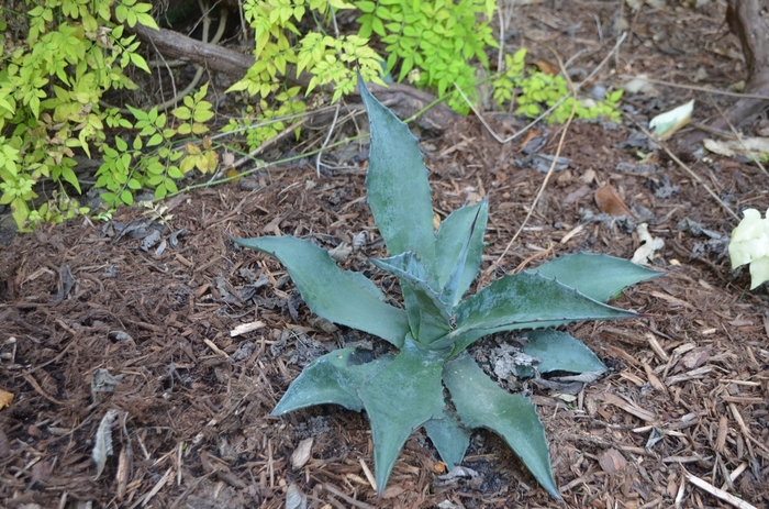 Agave Americana 3 Gal