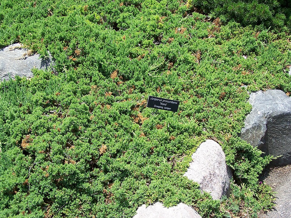 Juniperus procumbens 'Nana'