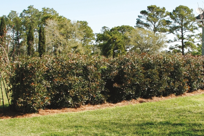 Cleyera Montague F2 Gal