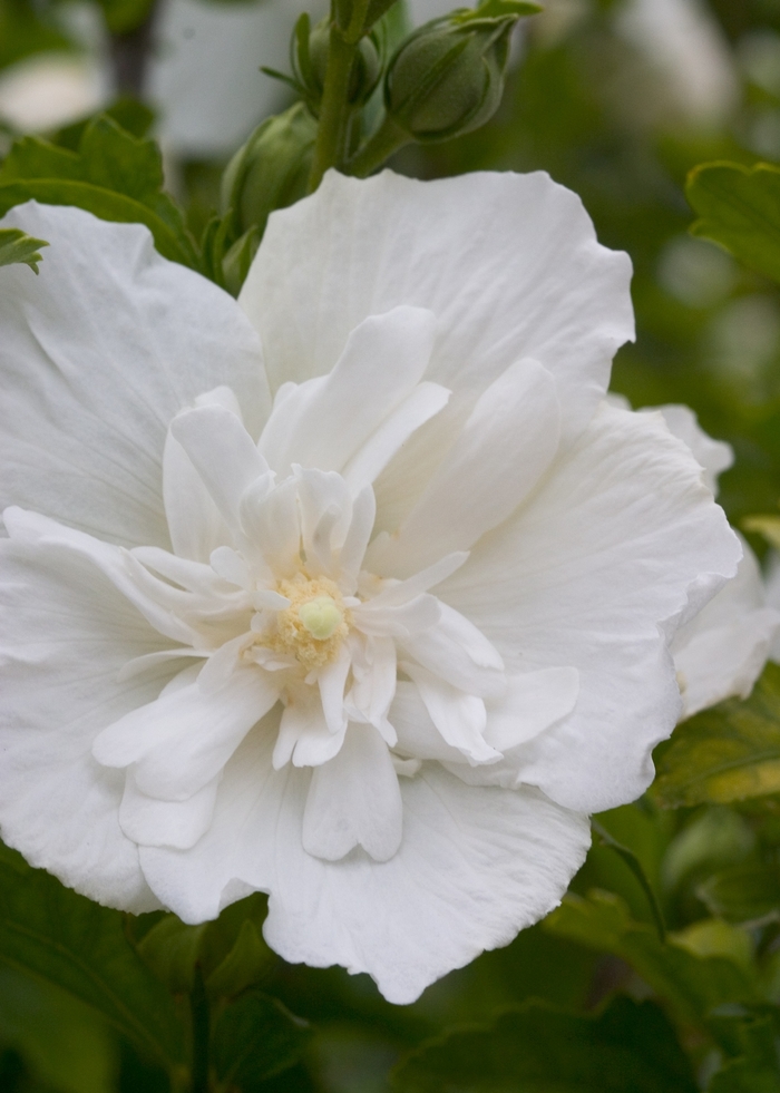 Althea White Pillar 30 Gal PW