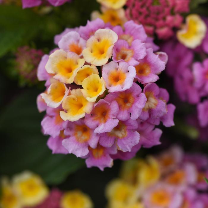 Lantana Lucky Pot Of Gold Quart