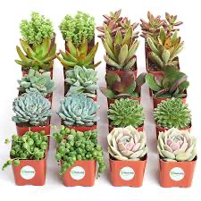 Succulent, Assorted