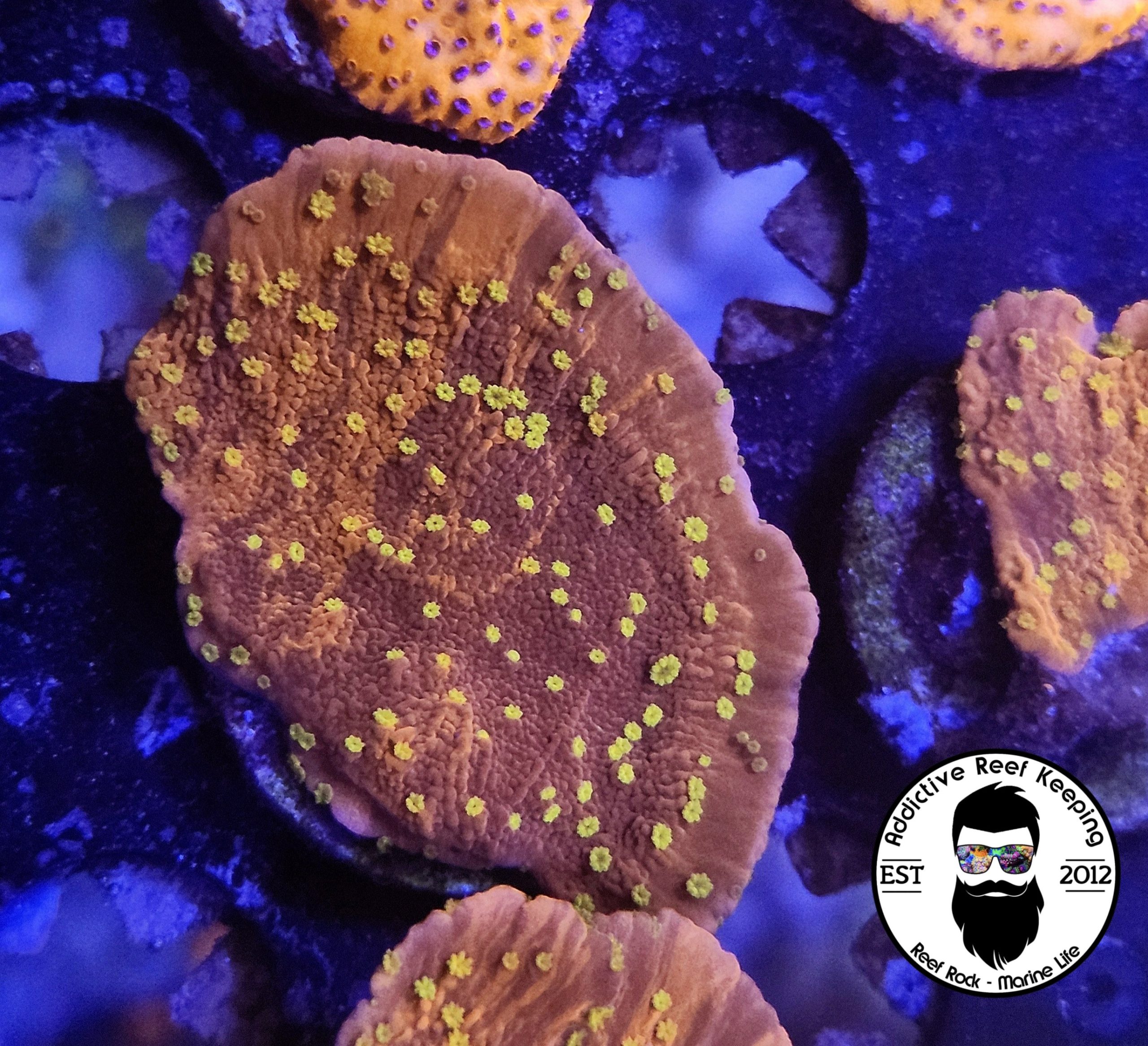 WYSIWYG Starburst Montipora