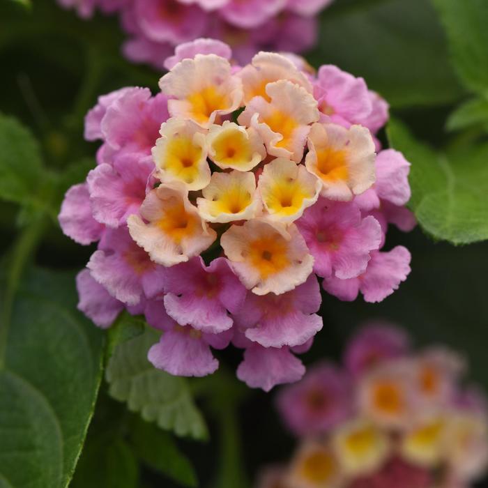 Lantana Bloomify White 1 Gal