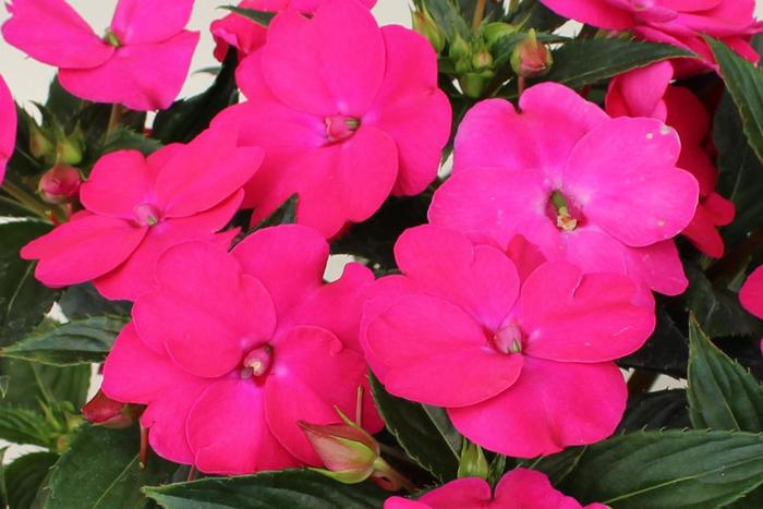 Sunpatiens Compact Coral Pink 1 Gal