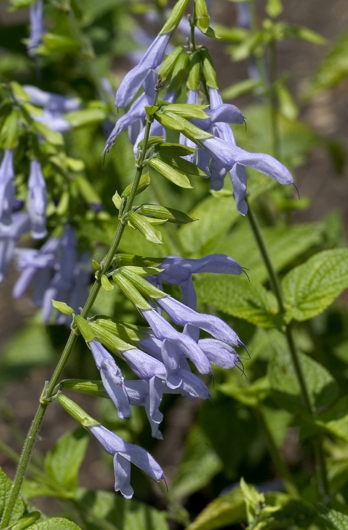 Salvia Black & Bloom 1 Gal