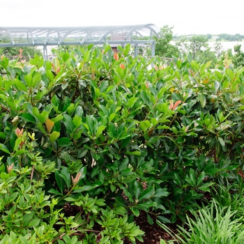 Loquat Coppertone Patio Tree 5 Gal