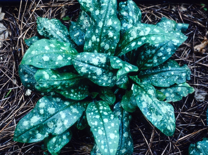 Pulmonaria Spot On 1 Gal PW
