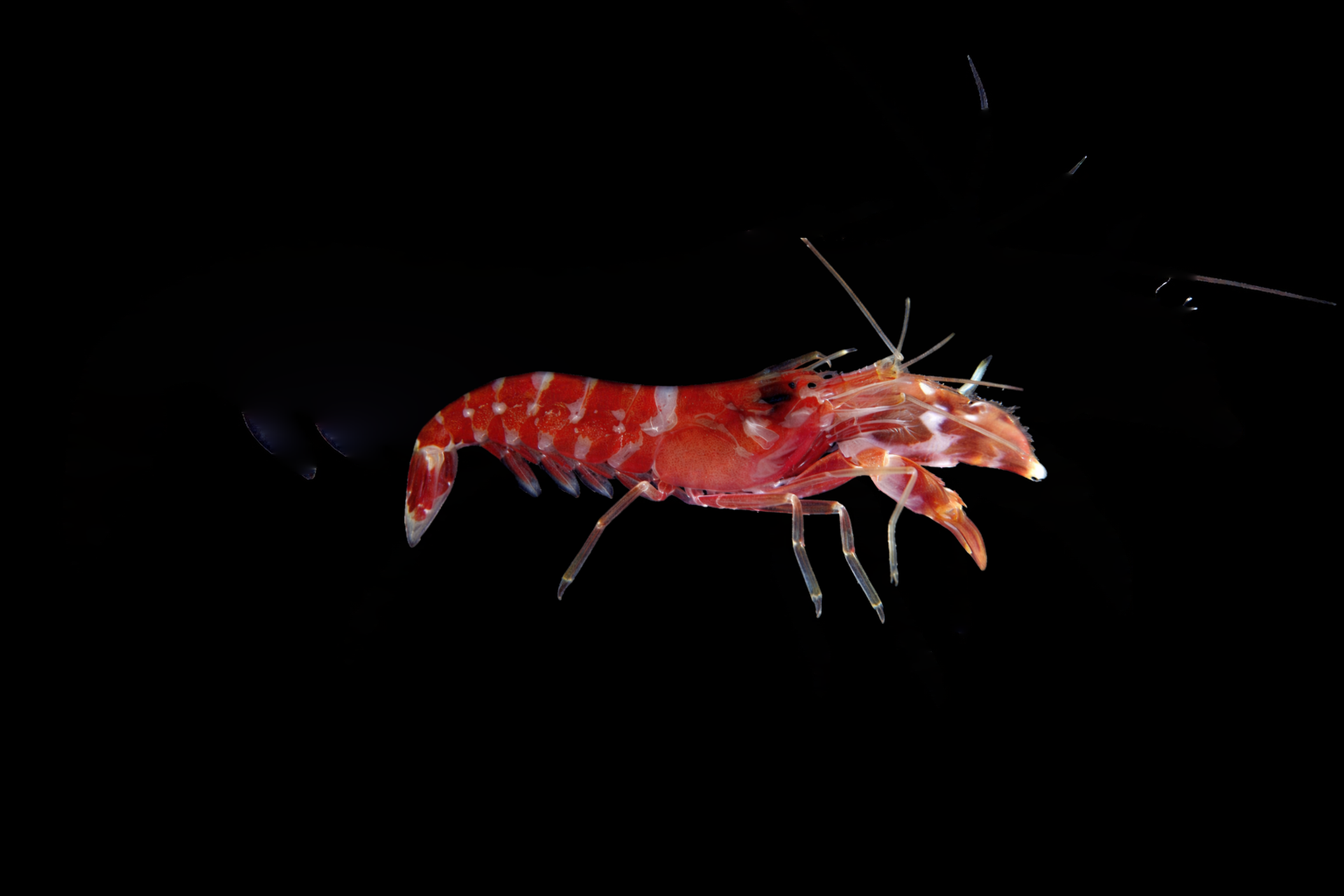 Tri Color Snapping Shrimp