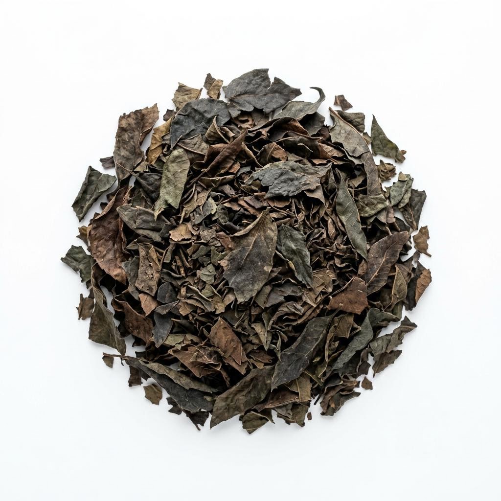 Black Walnut Leaf