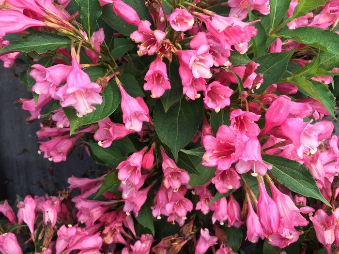 Weigela Dark Horse 2 Gal