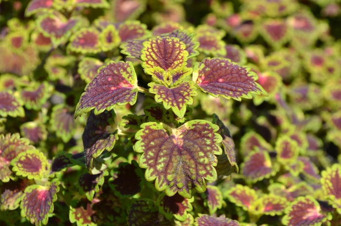 Coleus Prem Sun Lime Delight Quart