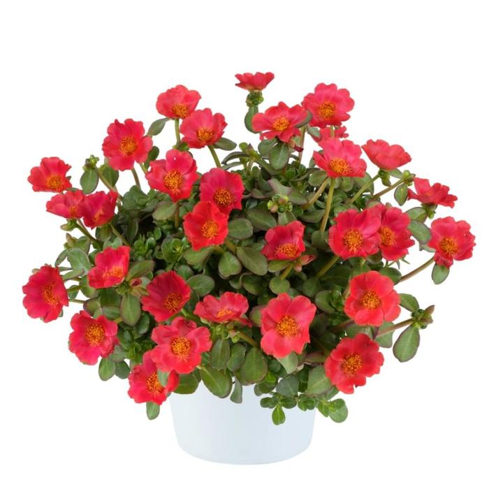 Purslane Nano Yellow Twist Quart