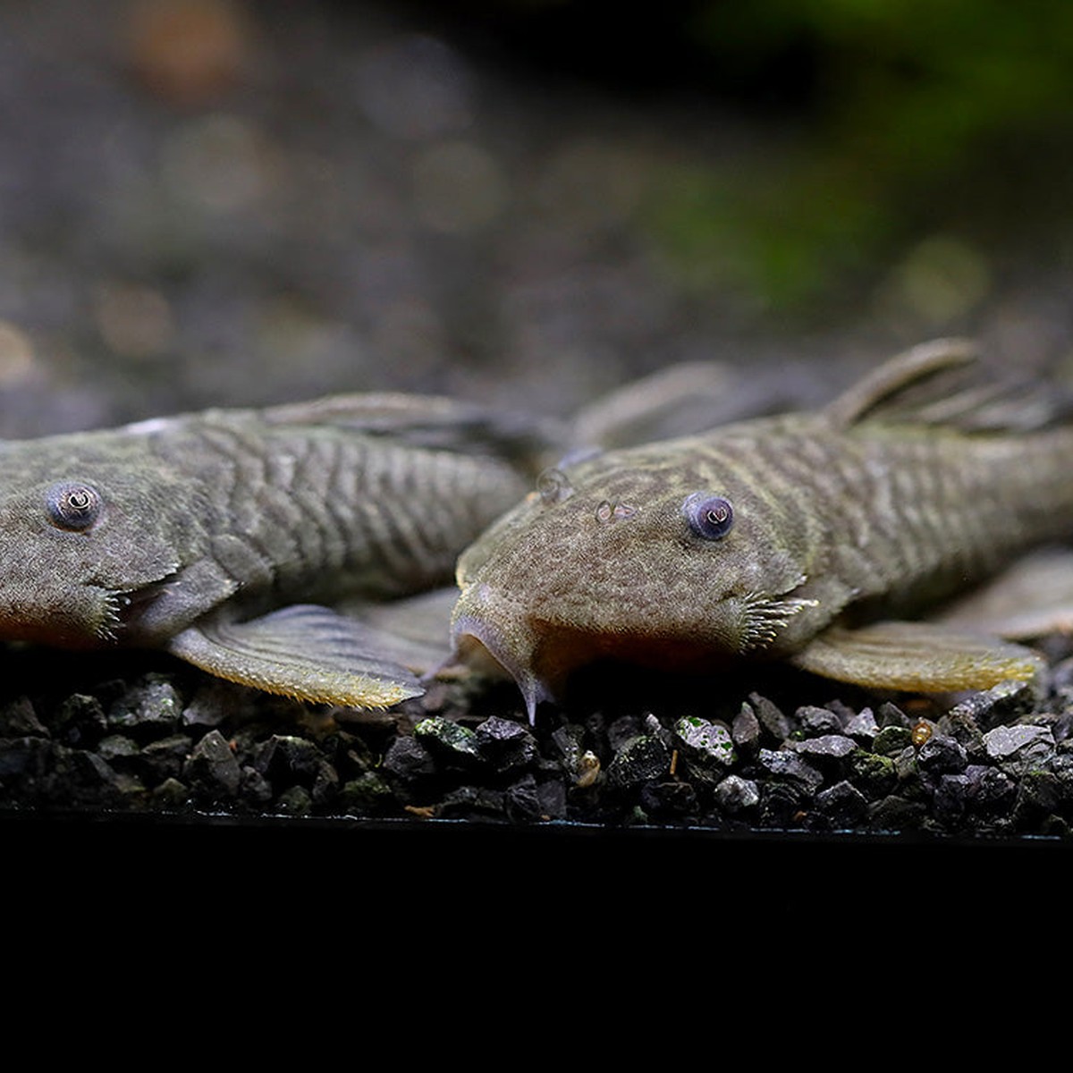 Chubby Pleco L056