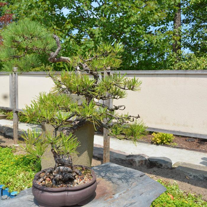 Black Pine Thunderhead B&B 24-30"