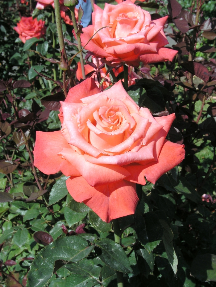 Livin Easy Tree Rose 5 Gal