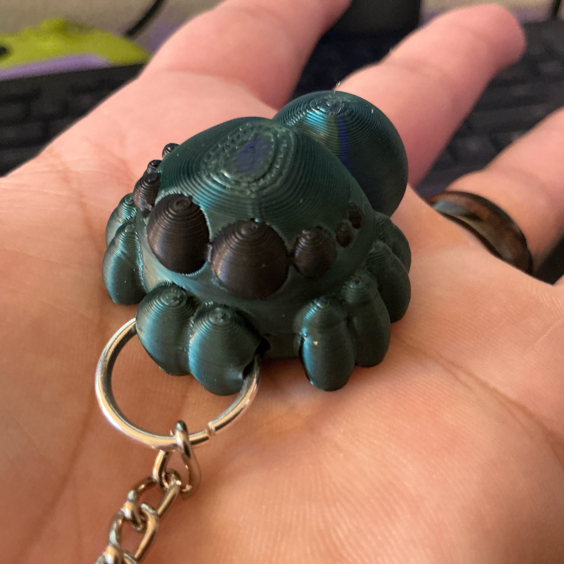 KC Spider