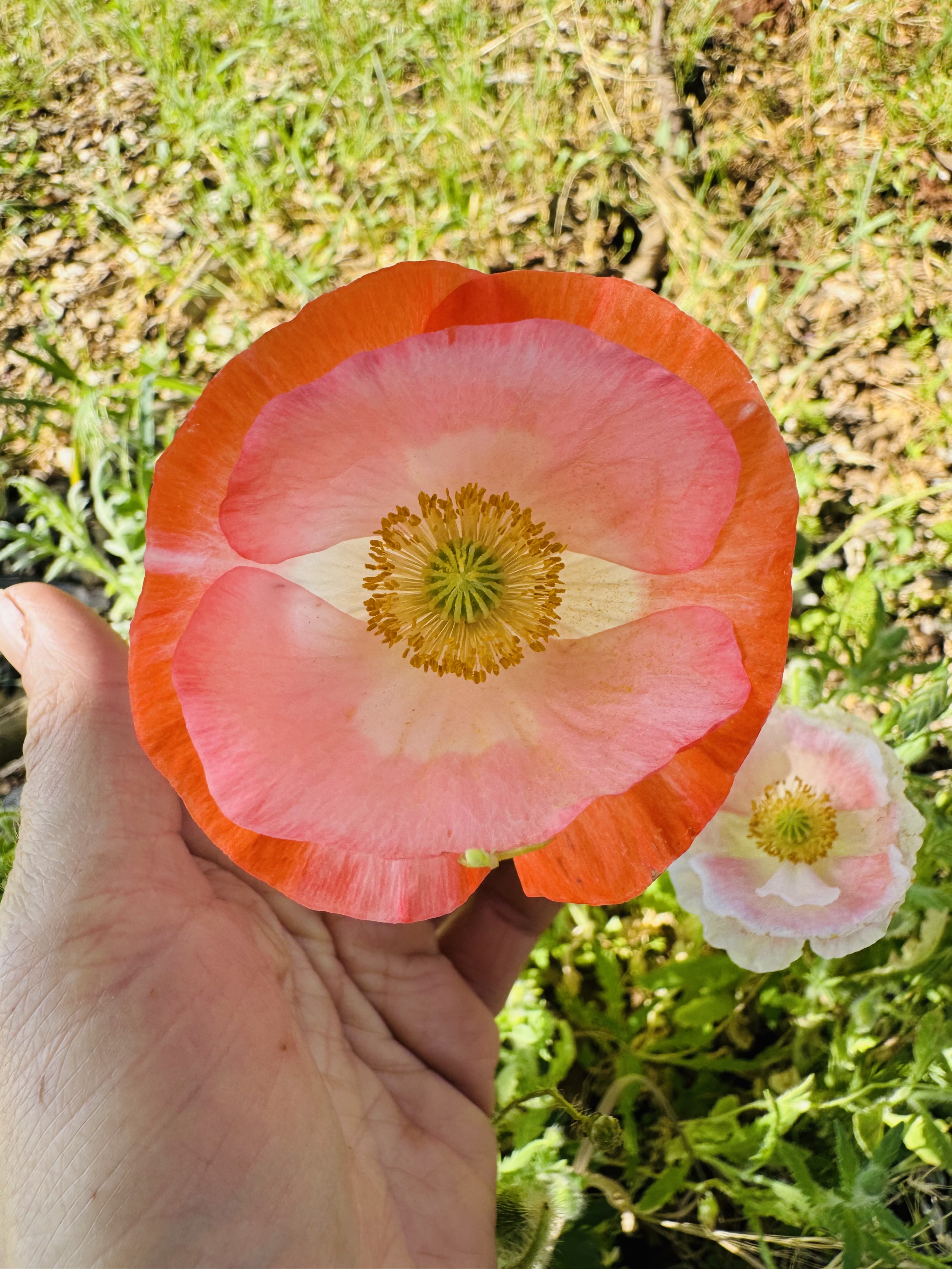 FARMERS CHOICE BUCKET thumbnail 10