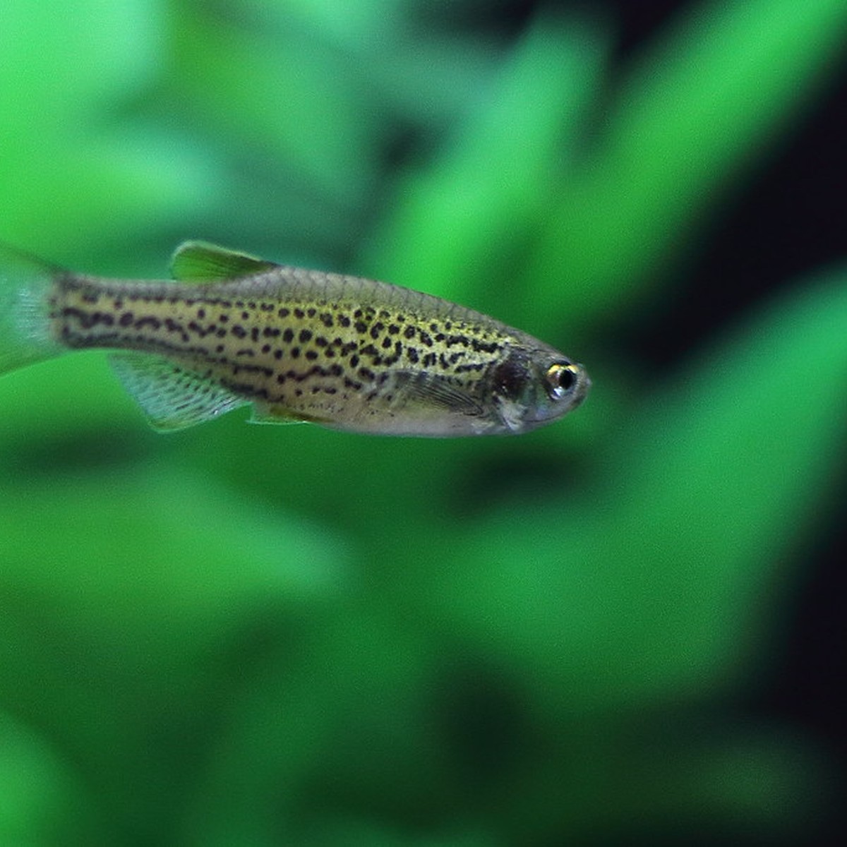 Assorted Longfin Danio