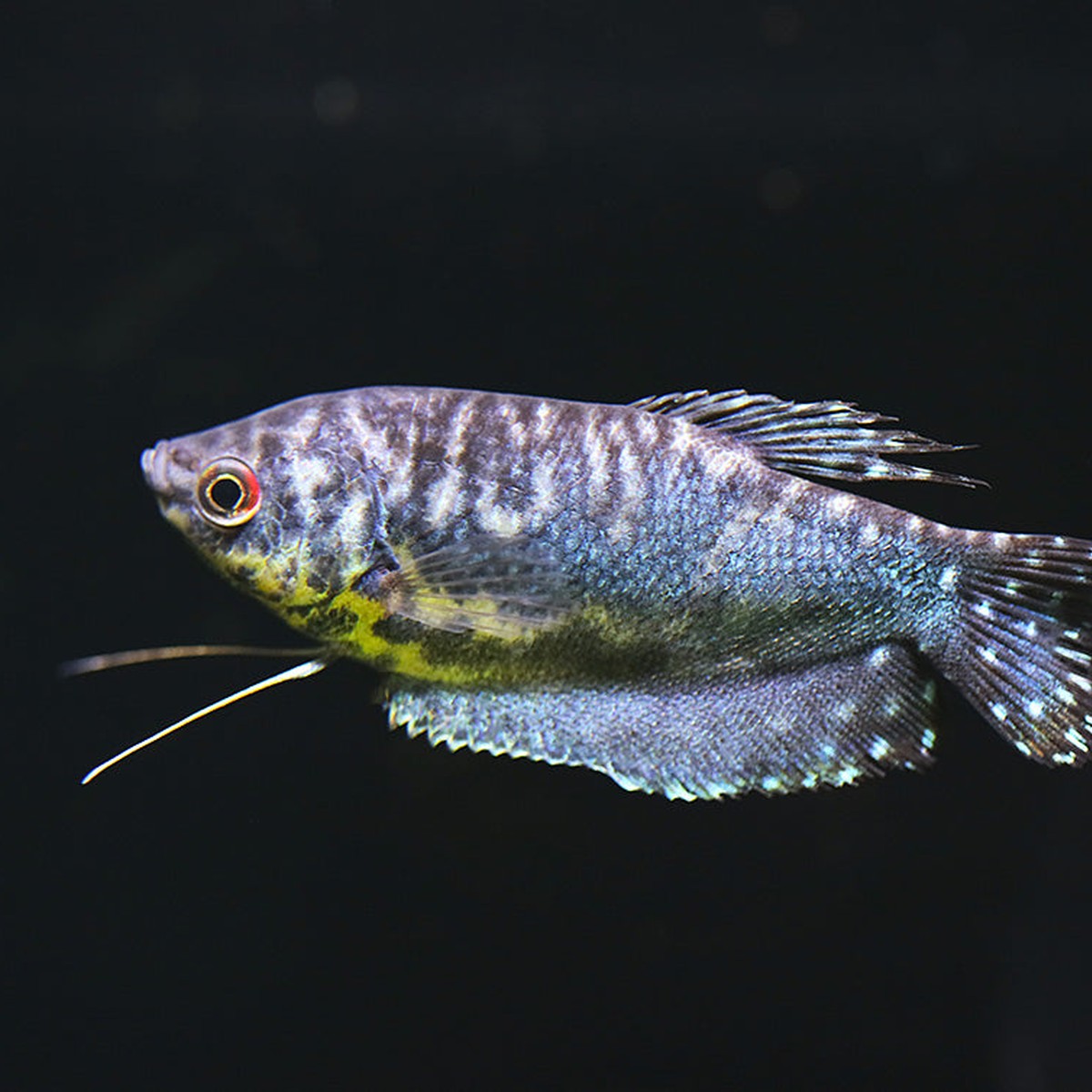 Opaline Gourami