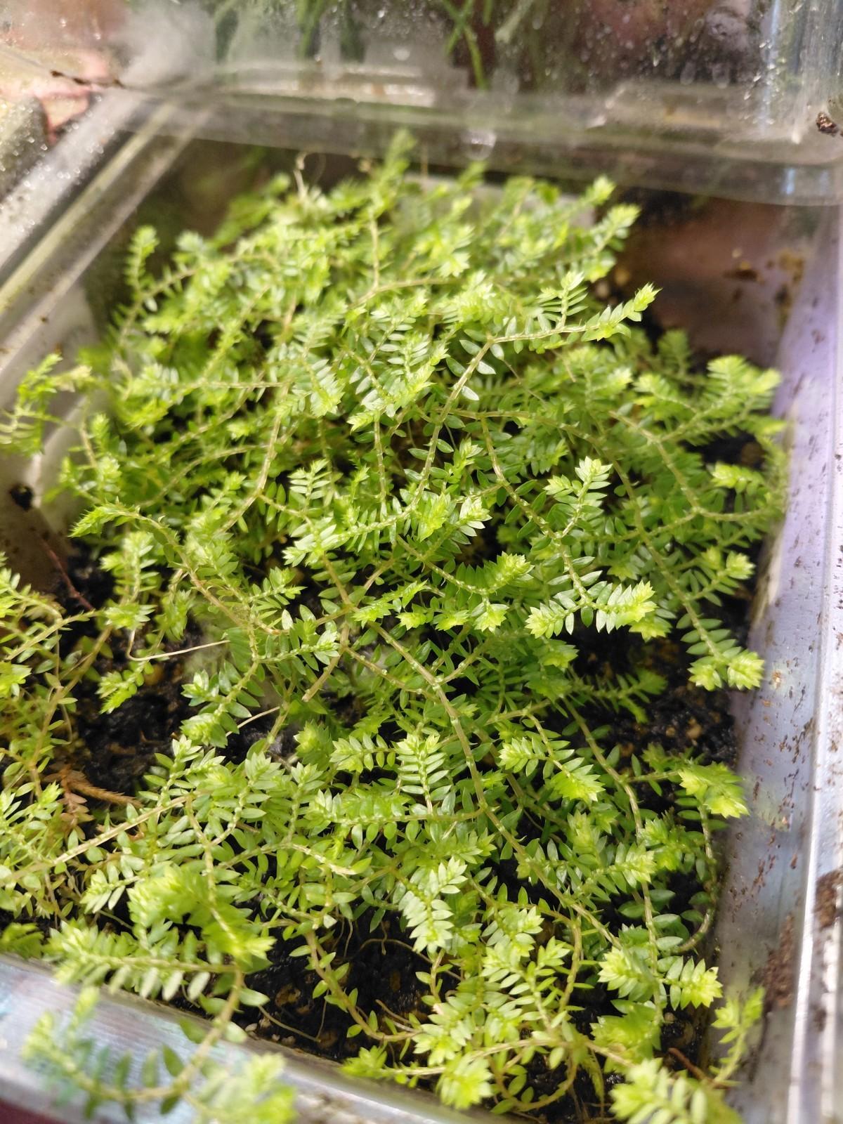 Selaginella kraussiana - 2x Mini Plug Plants - African Clubmoss for Terrariums