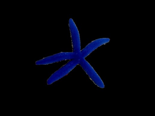 Blue Linckia  Sea Star