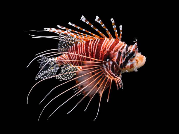 Zebra Lionfish