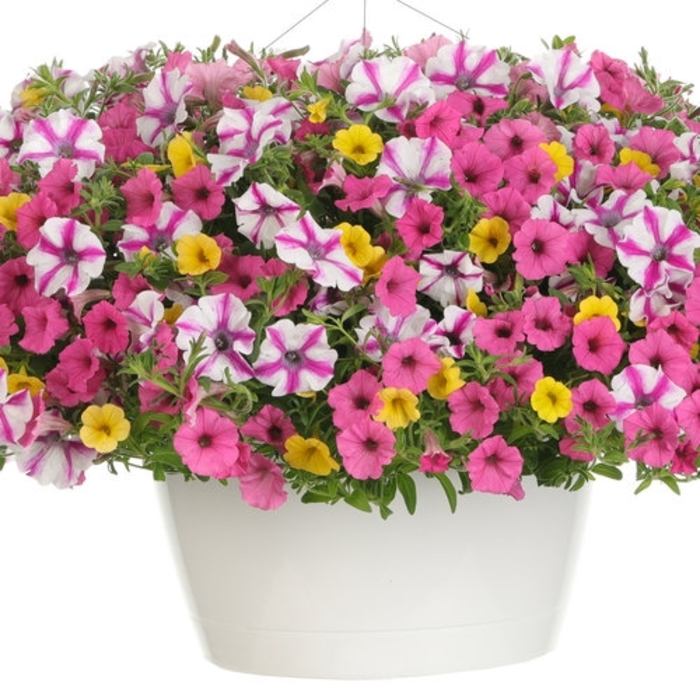 Asiatic Jasmine Summer Sunset 1 Gal