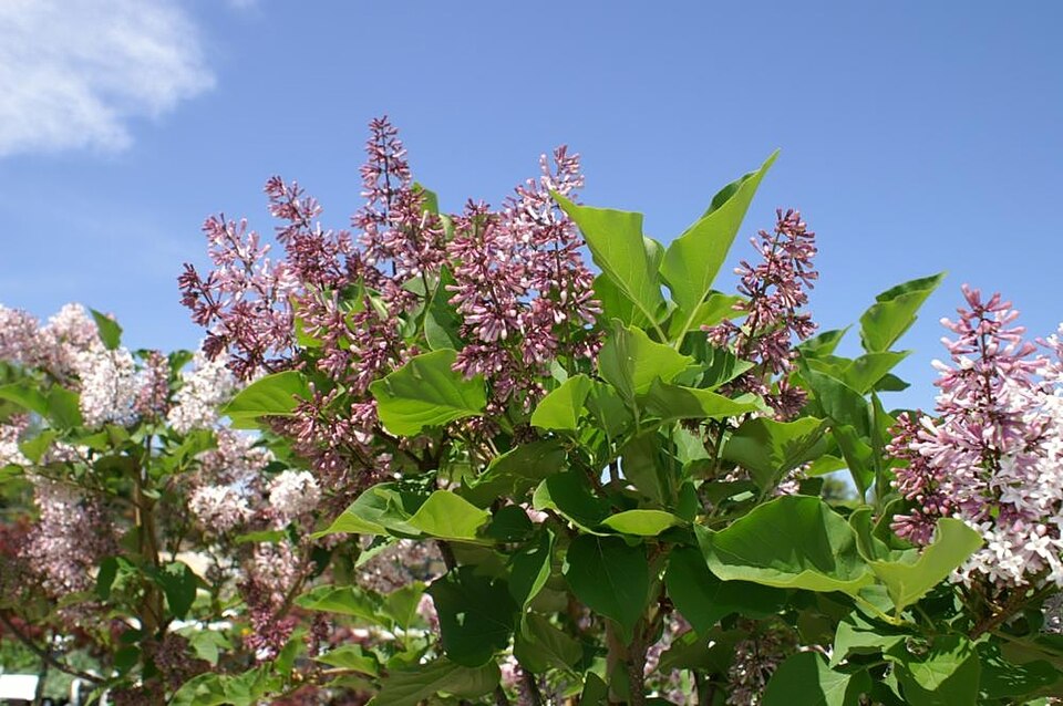 Syringa patula Miss Kim