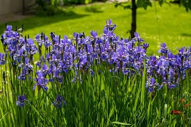 Purple Flame Iris, 1 gallon