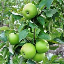 Granny Smith Apple (Malus), 5 gallon