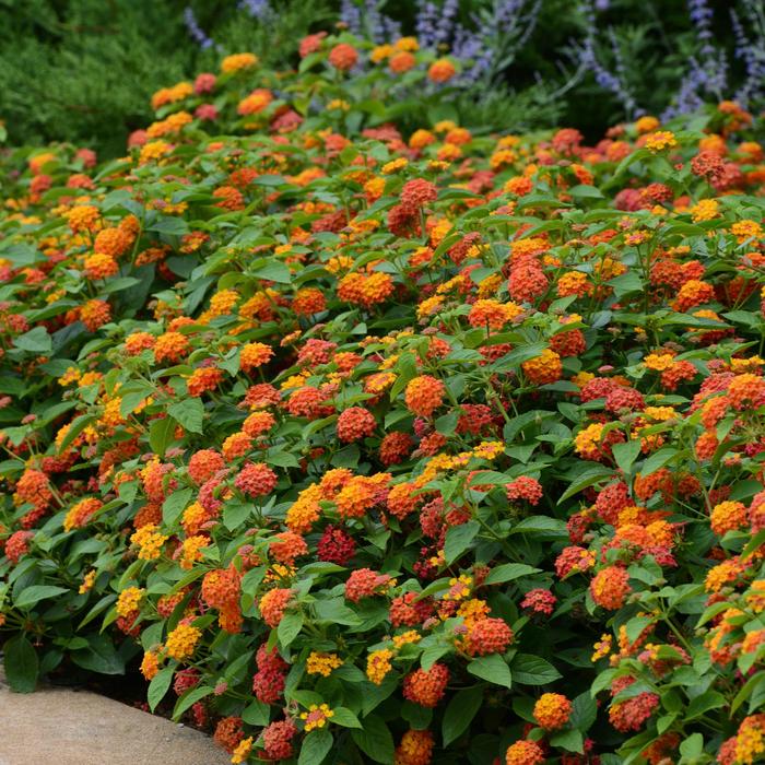 Lantana Lucky Lavender Quart