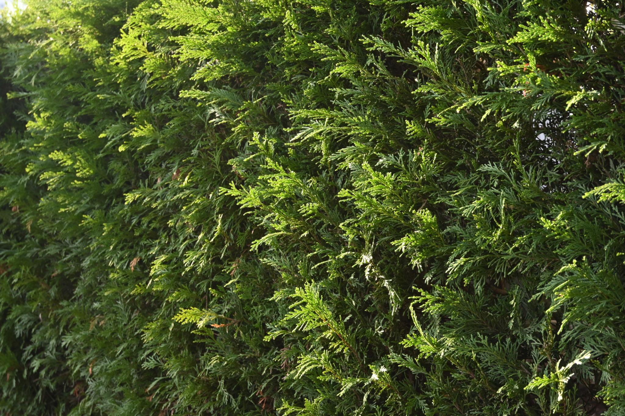 Cupressocyparis leylandii