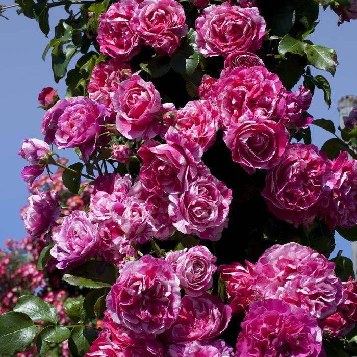 Rose Tree Raspberry Black Kiss 2 Gal
