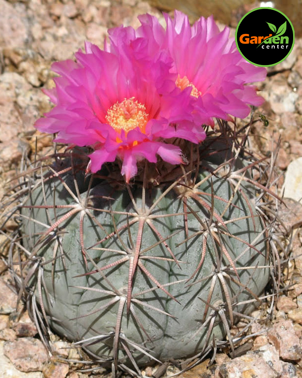Eagle's Claw Cactus at Garden Center of Las Cruces