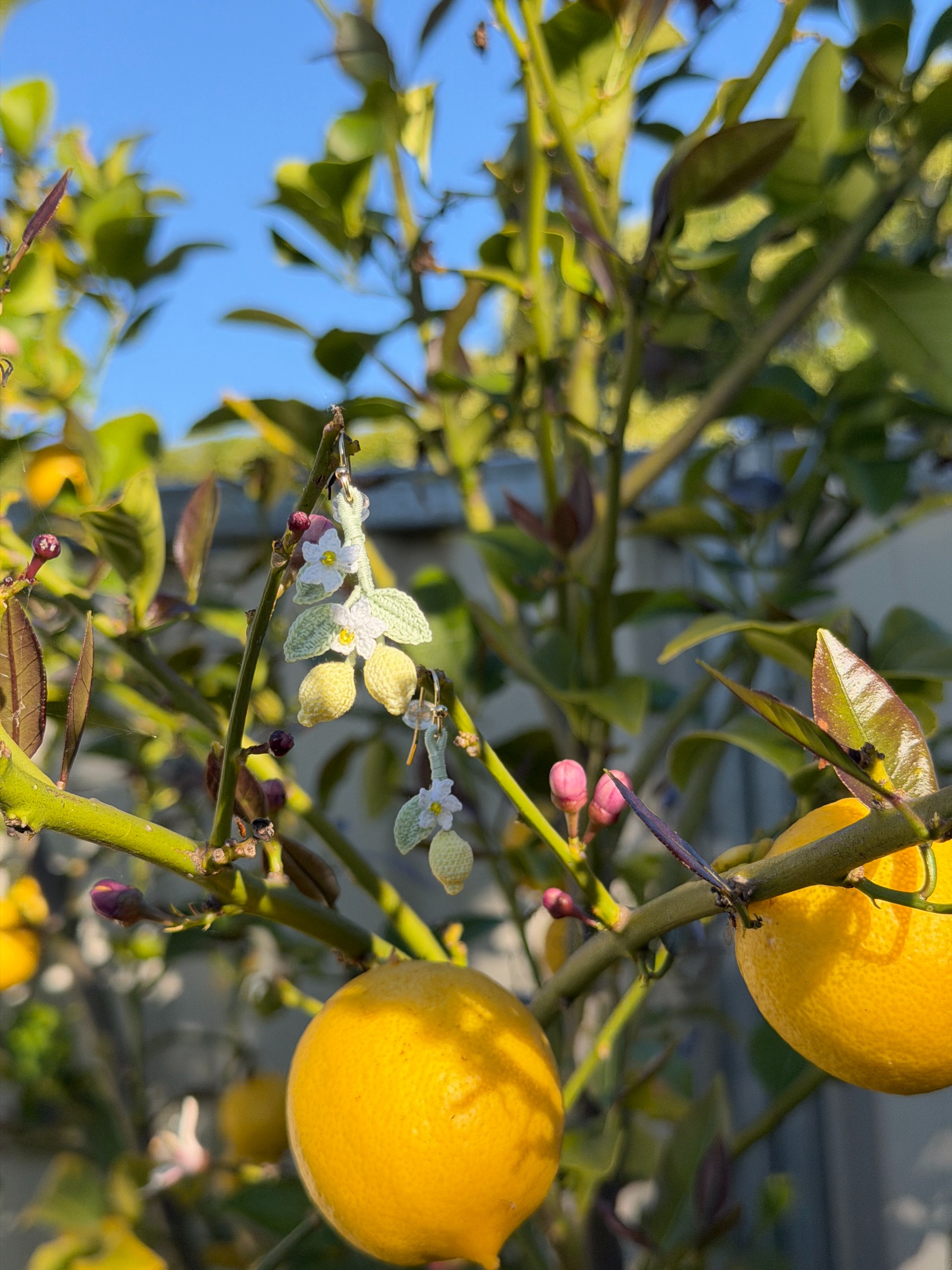 Lemon Lemon